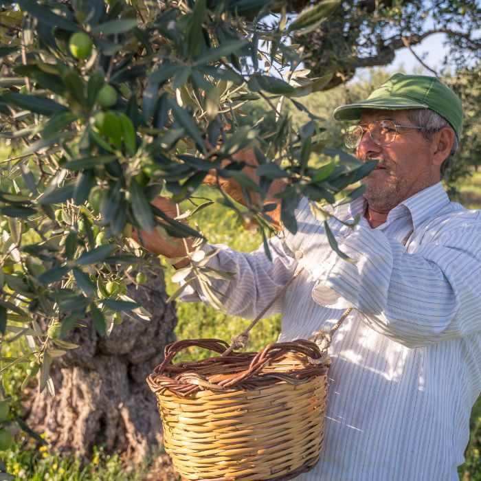 Il prezzo dell'olio extravergine di oliva